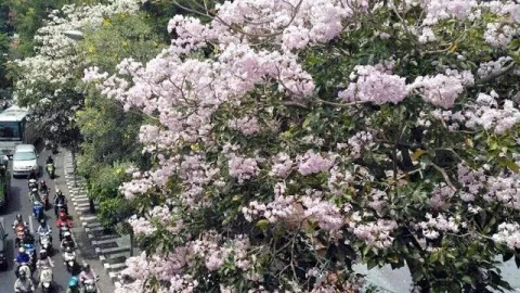 Siapa yang Setuju Jalan Cikini Ditanam Pohon Mirip Bunga Sakura? - GenPI.co