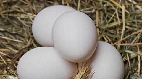 5 Manfaat Luar Biasa Telur Ayam Kampung Bagi Kesehatan Tubuh - GenPI.co