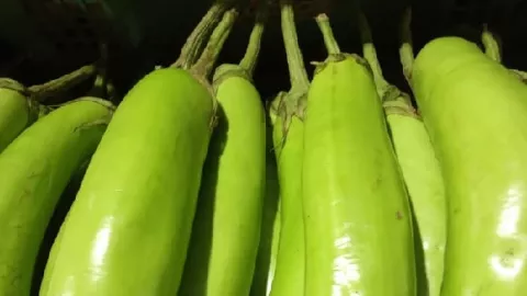 Rutin Makan Terung Hijau Ternyata Khasiatnya Sungguh Ajaib - GenPI.co