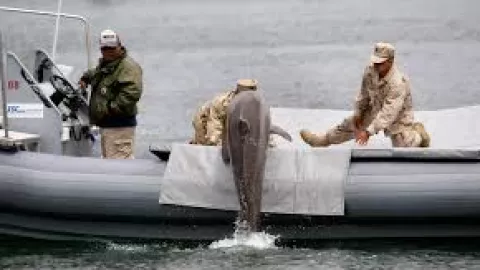 Lumba-lumba Iran Dilatih Ledakkan Kapal, Amerika Ketar-ketir - GenPI.co