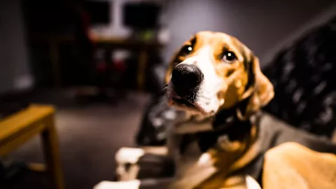 Hasil Penelitian Terbaru, Anjing Bisa Cium Bau COVID-19 - GenPI.co