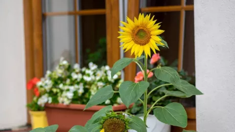 4 Tips Sederhana Merawat Bunga Matahari agar Tidak Mudah Layu - GenPI.co