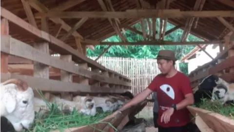 Sarjana Pertanian Ini Usaha Ternak Domba, Cuannya Bukan Main - GenPI.co