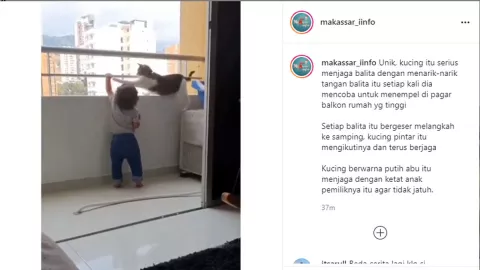 Viral Bikin Gemes, Kucing Selamatkan Bocah Hindari Kecelakaan - GenPI.co