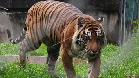 Seekor Harimau Berkeliaran di Kampung, Ternak Warga Dimangsa - GenPI.co