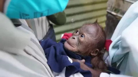 Bayi Orangutan lahir di Jogja, Ibunya Enggan Menyusui - GenPI.co