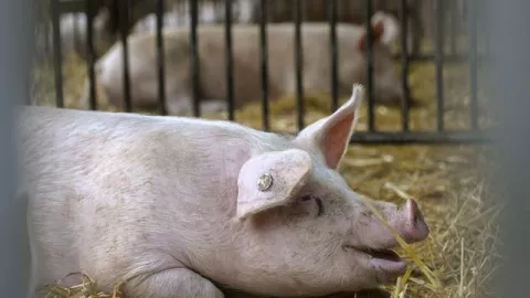 Kajian Gus Baha: Makan Daging Babi dan Anjing Bisa Halal - GenPI.co