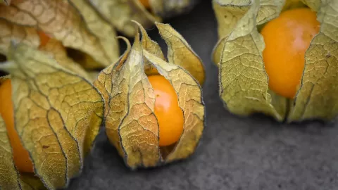 Segudang Manfaat Buah Gooseberry, Pasangan Kian Bergairah - GenPI.co