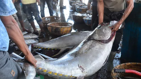 Pakai Alat Ini, Nelayan Bakal Mudah Tangkap Ikan Primadona - GenPI.co