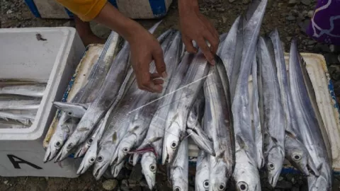 Jangan Sepelekan, Khasiat Ikan Layur Dahsyat Untuk Sistem Imun - GenPI.co