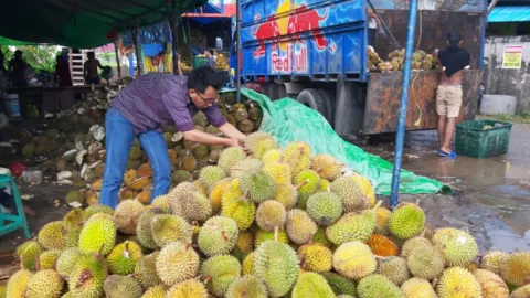 Panen Raya di Tengah Pandemi! Durian di Pontianak Melimpah - GenPI.co