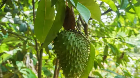 Minum Air Daun Sirsak Khasiatnya Mujarab, 3 Penyakit Ambrol - GenPI.co