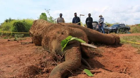 Kasus Kematian Gajah Tak Berkepala Dikawal Jurnalis di Aceh - GenPI.co