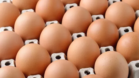 Ini Penyebab Kenaikan Harga Telur Ayam di Kepri - GenPI.co