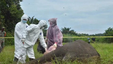 5 Pelaku Pembunuhan Gajah di Aceh Ditangkap - GenPI.co