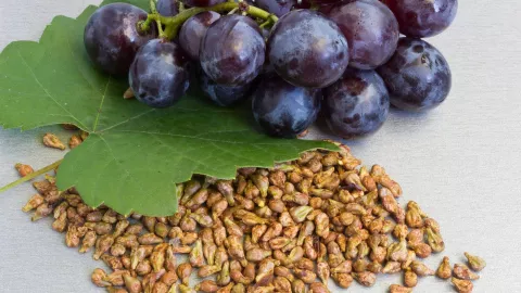 Biji Anggur Punya Manfaat Dahsyat untuk Tubuh, Hipertensi Sembuh - GenPI.co
