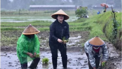 Aksi Puan Tanam Padi di Tengah Hujan, Akademisi Ini Bilang Begini - GenPI.co
