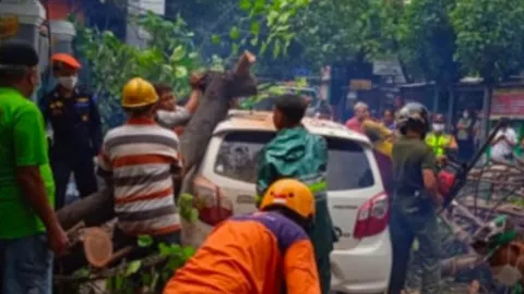 Sejumlah Pohon di Yogyakarta Tumbang Usai Hujan Lebat - GenPI.co