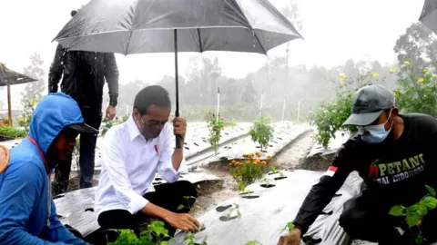 Hujan Deras, Jokowi Tanam Cabai Pakai Baju Putih Bersih - GenPI.co