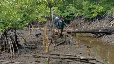 Komitmen Kepri dalam Menjaga Hutan Mangrove - GenPI.co