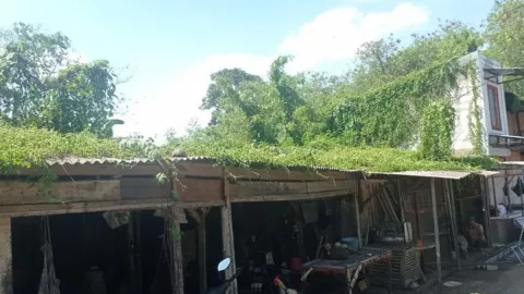 Ular Sanca dan Kobra Teror Pedagang Pasar Rangkasbitung - GenPI.co
