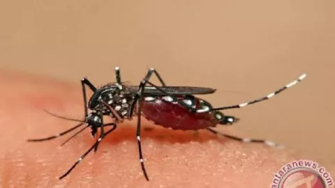 Usir Nyamuk di Rumah dengan 5 Cara Ini, Ampuh! - GenPI.co