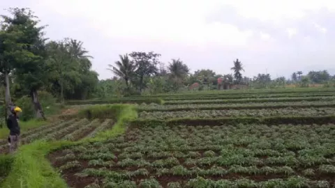 Desa di Lingga Bakal Dijadikan Lokasi Agrowisata Salak - GenPI.co