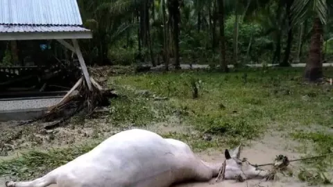 178 Hewan Ternak Mati Diterjang Banjir Bandang Sulteng, Astaga! - GenPI.co