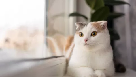 Adopsi Anak Kucing dan Anjing Kini Bisa Lewat Aplikasi - GenPI.co
