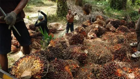 Indonesia Belum Bisa Tentukan Harga CPO Dunia, Ini Penyebabnya! - GenPI.co