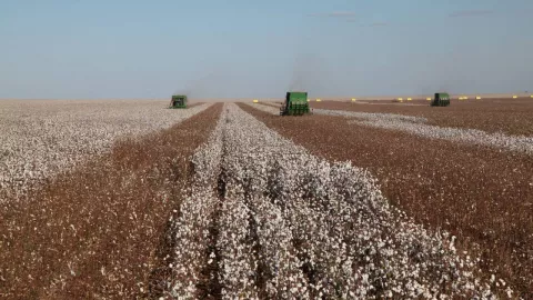 Dongkrak Industri Tekstil, Cotton Brazil Suplai Kapas Berkualitas - GenPI.co
