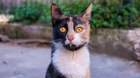 Penelitian Kuak Jalinan Ikatan Kucing dengan Pemiliknya - GenPI.co