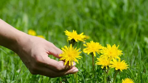 Obat Herbal dari Tanaman Dandelion Manfaatnya Dahsyat - GenPI.co