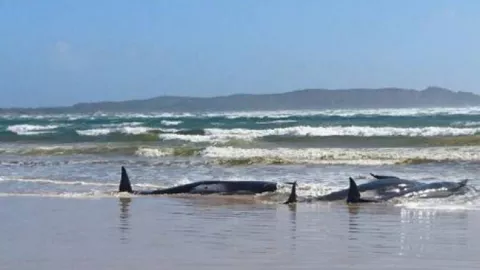 Pantai Tasmania Australia Jadi Neraka Paus Pilot, 200 Ekor Mati Massal - GenPI.co