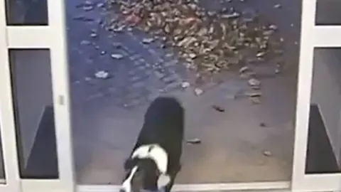 Viral Anjing Hilang Masuk Kantor Polisi Demi Bertemu Pemilik - GenPI.co