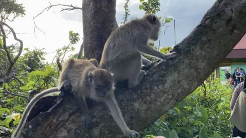 Wisatawan Pulau Monyet di Kalsel Alami Lonjakan Fantastis - GenPI.co