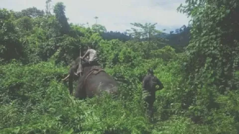 Warga Kewalahan Usir Gajah di Aceh Jaya Masuk Permukiman - GenPI.co