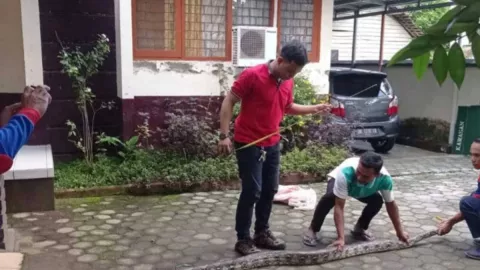 Bahaya, Ular Piton Besar Masuk Rumah Warga di Lombok Tengah - GenPI.co