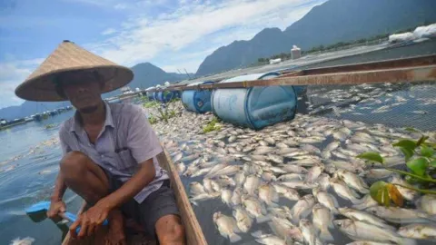 15 Ton Ikan Mati di Danau Maninjau Seusai Hujan Lebat di Agam - GenPI.co