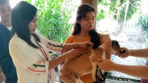 Satgas Sebut 5 Orang Meninggal Dunia Akibat Gigitan Anjing Rabies di TTS - GenPI.co