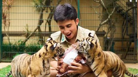 Anak Harimau Mati, Alshad Ahmad Dirujak Netizen, Putri Ria Ricis Galau - GenPI.co