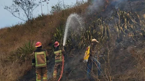 Kebakaran Hutan di Gunung Guntur Garut Disebabkan Ulah Kelompok Remaja SMP - GenPI.co