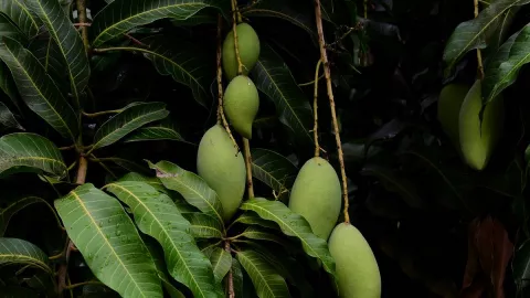 Minum Air Rebusan Daun Mangga Campur Madu, Khasiatnya Dahsyat Banget - GenPI.co