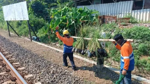 Cegah Longsor di 131 Titik Jalur KA, Daop 4 Semarang Tanam Rumput Akar Wangi - GenPI.co