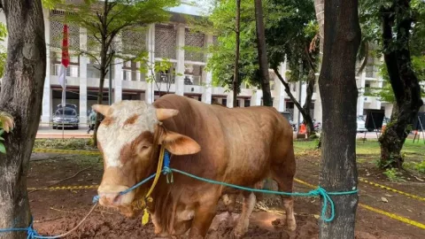 Indahnya Toleransi, Gereja Katedral Jakarta Sumbang 1 Ekor Sapi ke Masjid Istiqlal - GenPI.co