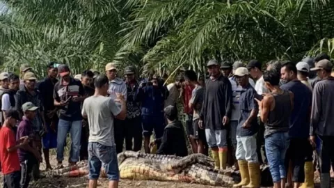 Diterkam Buaya saat Mancing, Warga Rokan Hilir Riau Meninggal Dunia - GenPI.co