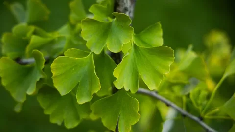 Temukan Manfaat Kesehatan Luar Biasa dari Obat Herbal Ginkgo Biloba - GenPI.co