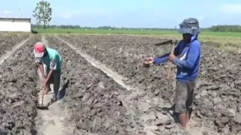 BMKG: Puncak Musim Kemarau di Jawa Terjadi Juni 2025, Durasi Lebih Pendek - GenPI.co