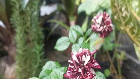 3 Tanaman Hias Bunga yang Cocok Ditanam Saat Musim Hujan - GenPI.co