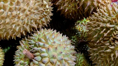 Saat Pandemi Covid-19, Omzet Pedagang Durian Online Kian Tinggi - GenPI.co